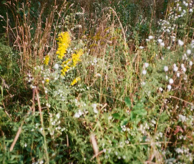 Elite Earthworks weed abatement